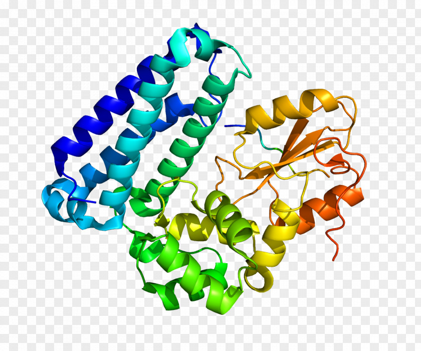 Sprouty Protein SPRY2 CBL Gene PNG