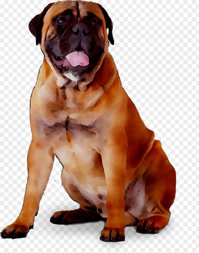 Valley Bulldog Olde English Bulldogge Boxer Bullmastiff Boerboel PNG