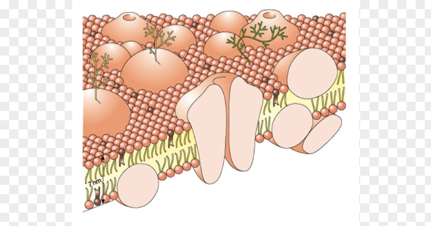 Cell Membrane Lung Biological Organelle PNG