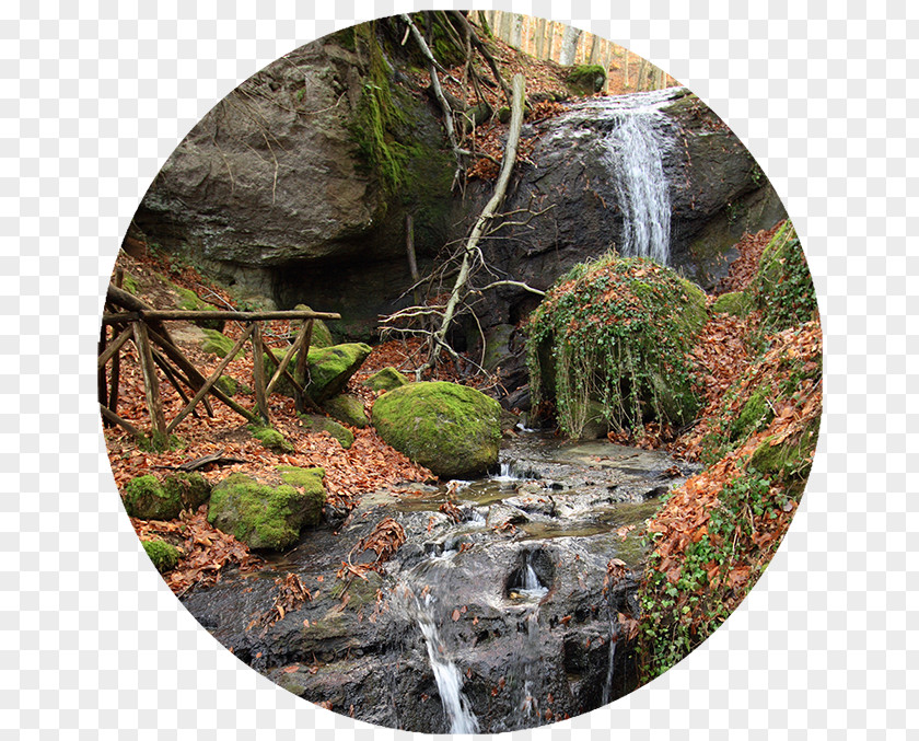 Forest Water Resources Nature Reserve Waterfall Vegetation PNG