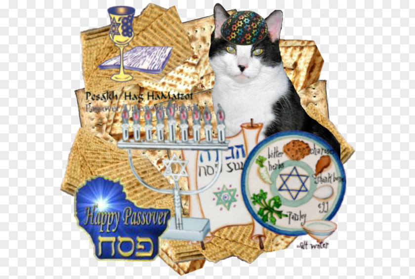 Passover Cat Haggadah Whiskers Pet PNG