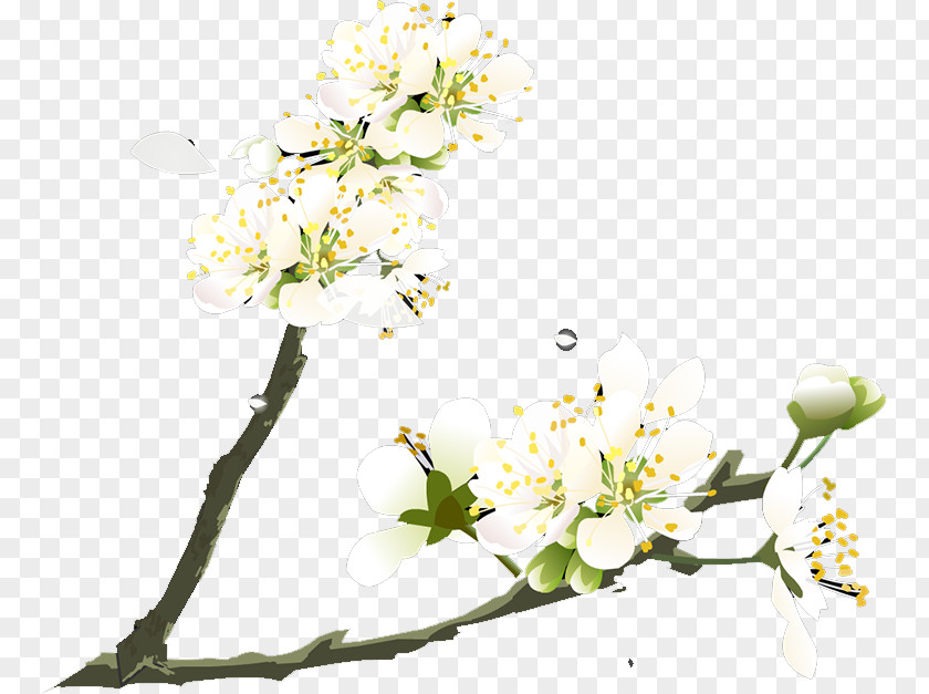 Plum Flower Blossom Petal PNG
