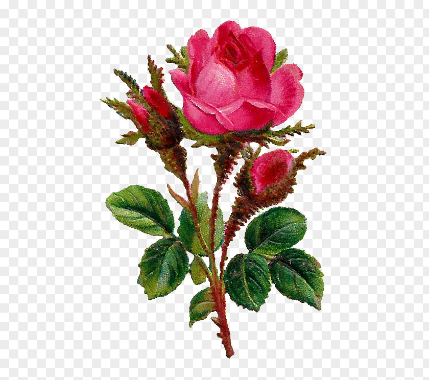 Botanical Rose Flower Clip Art PNG