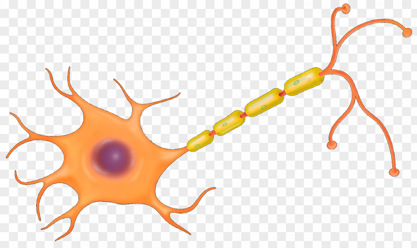 Brain The Neuron Nerve Cell Nervous System PNG