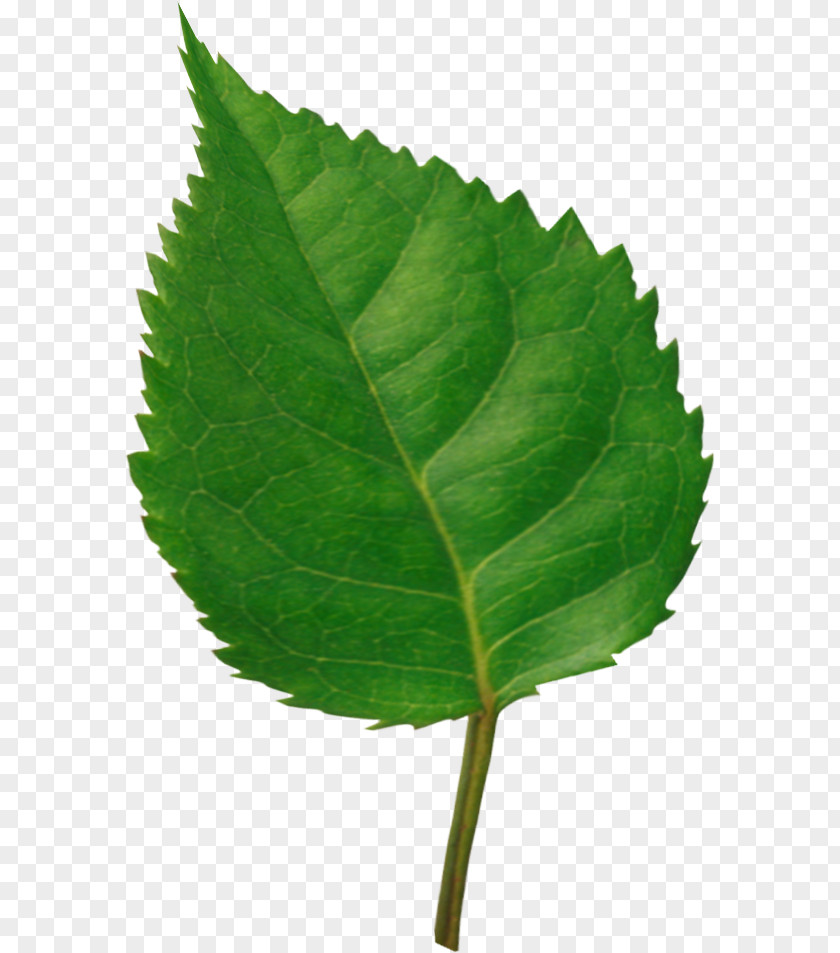 Leaf Photography Clip Art PNG