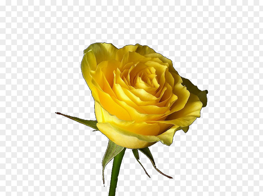 Rose Yellow Desktop Wallpaper Black PNG