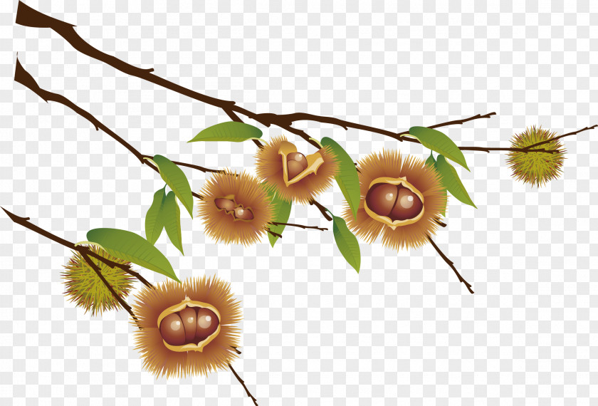 Vector Autumn Chestnut Castanea Crenata Sweet Clip Art PNG