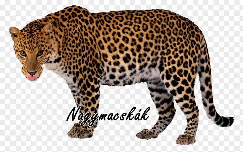 Animal Clipart Felidae Snow Leopard Javan Clip Art PNG