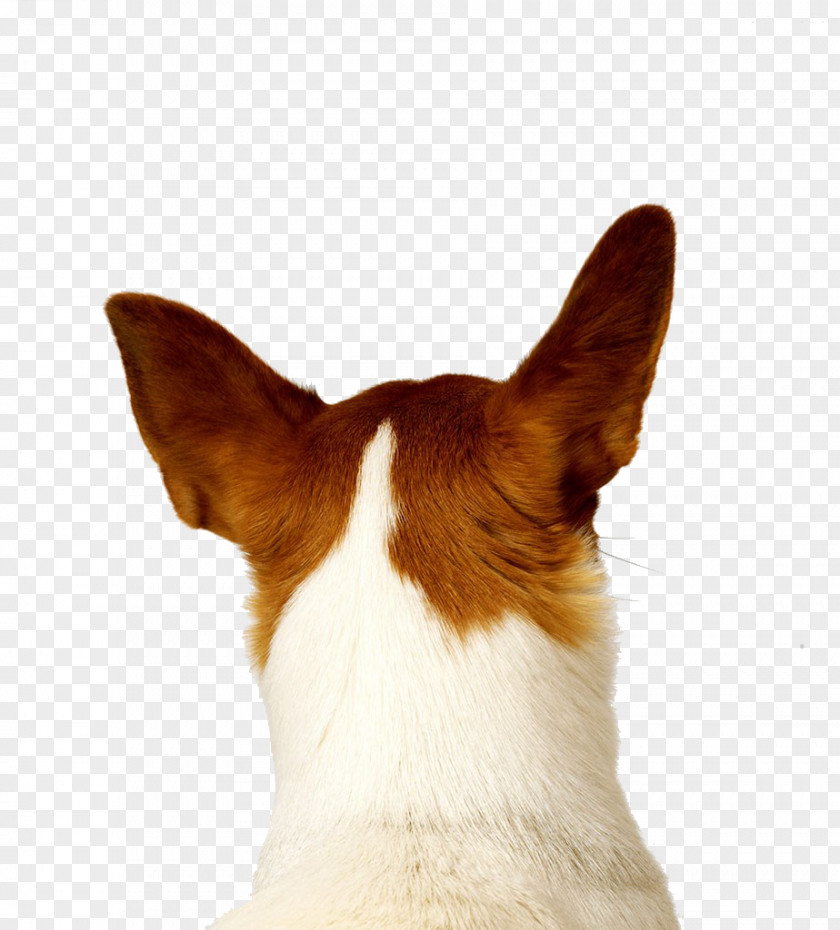 Dog,puppy,pet,animal PNG