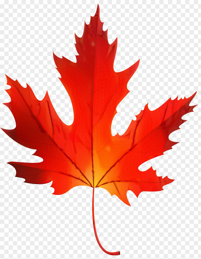 Hillegas Sugar Camp Maple Leaf Clip Art Syrup PNG