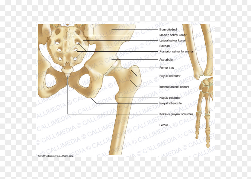 Osso Pelvis Anatomy Bone Hip Coronal Plane PNG