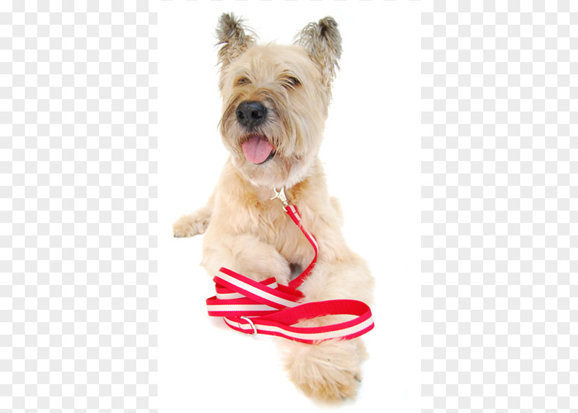 Puppy Cairn Terrier Glen Dog Breed Companion PNG