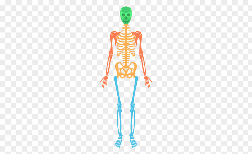 Skeleton Human Body Bone PNG