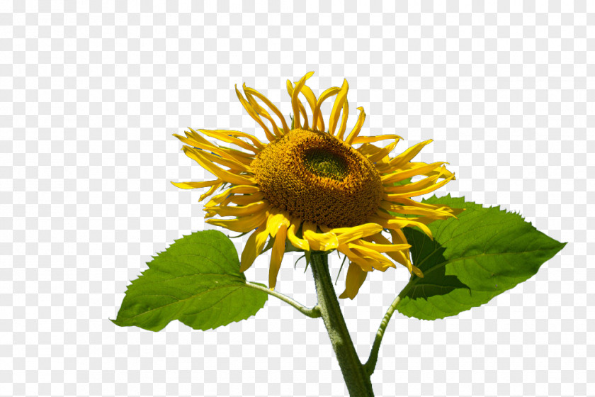 Sunflower Yellow Flowers Common Muko PNG