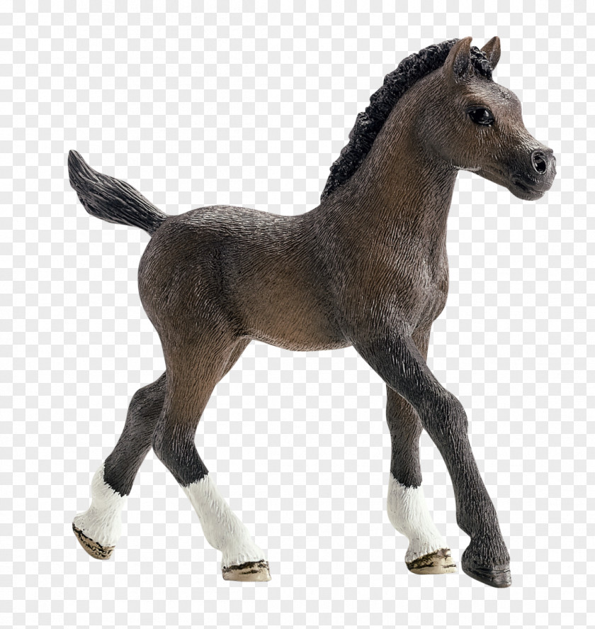 Bedouin Arabian Horse Andalusian Foal Stallion Mare PNG
