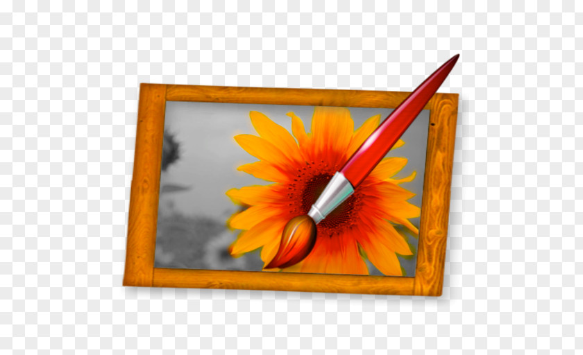 Eraser Transvaal Daisy Picture Frames Sunflower M Rectangle PNG
