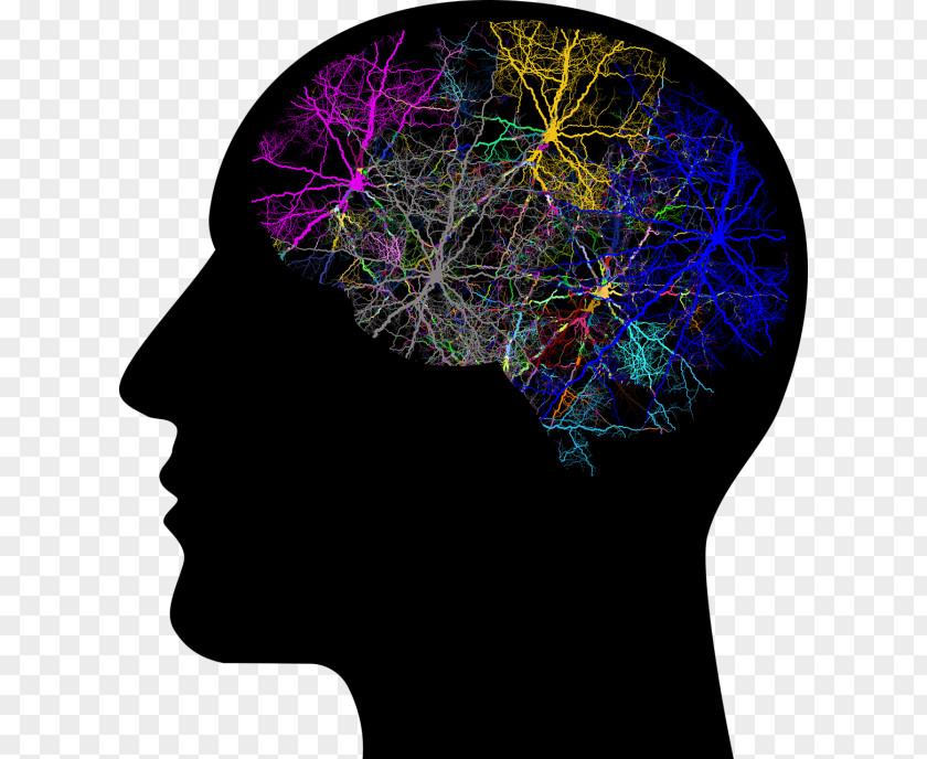 PSICHOLOGY Human Brain Head Neuron PNG