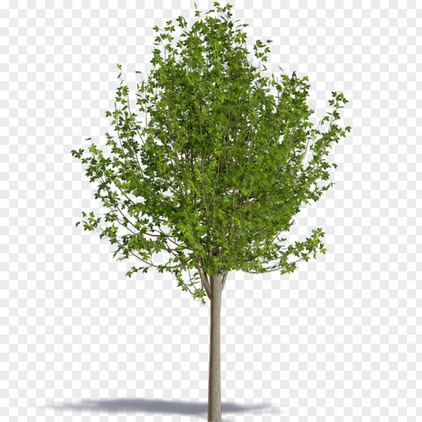 Acer Negundo Tree Royalty-free PNG