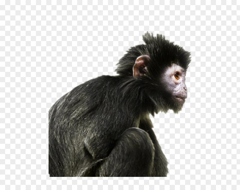 Black Gorilla Ape Primate Human Evolution PNG