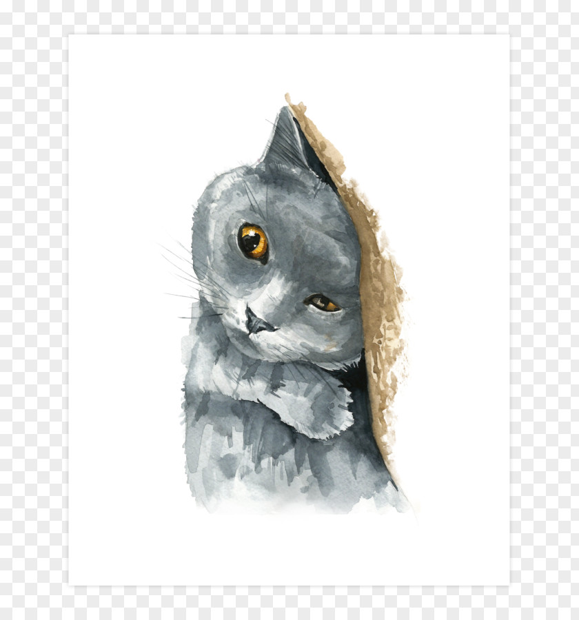 Owl Whiskers Cat Snout Beak PNG