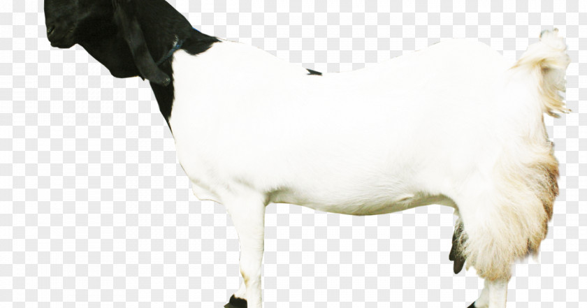 Sheep Dairy Cattle Jamnapari Goat Boer Saanen PNG