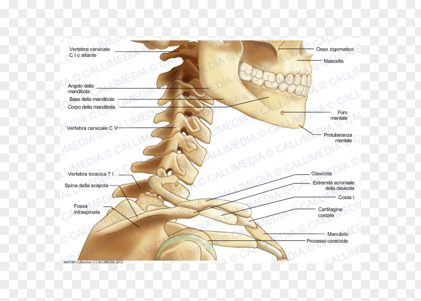 Skeleton Bone Human Neck Anatomy PNG