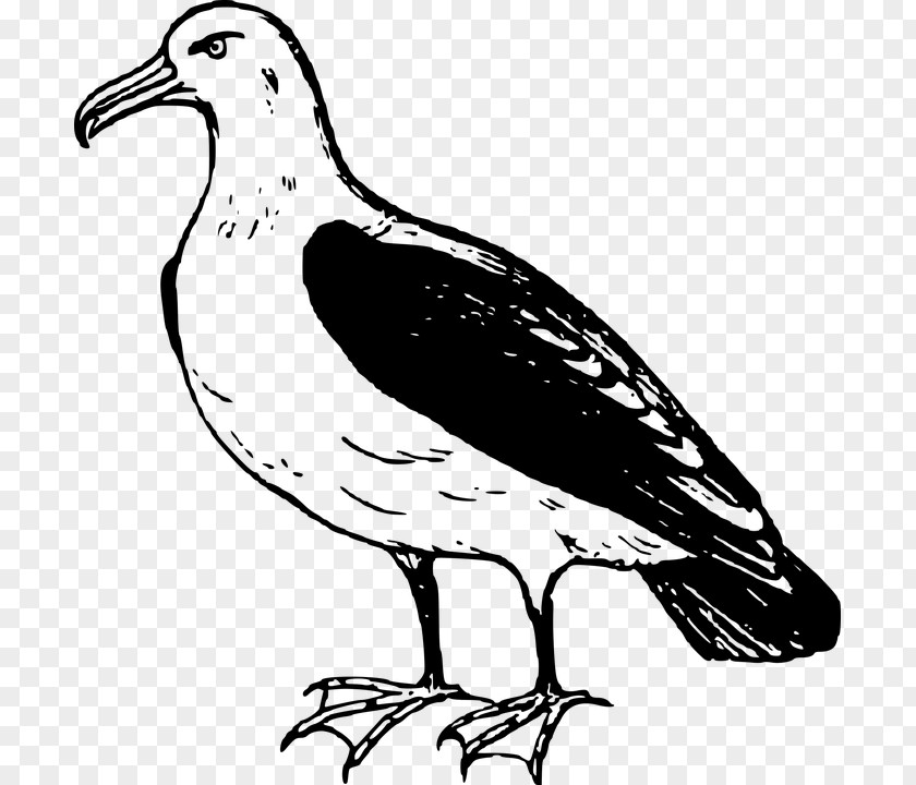 Albatross Transparent Image Bird Clip Art PNG