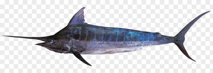BLUE MARLIN Swordfish Bony Fishes Atlantic Blue Marlin PNG