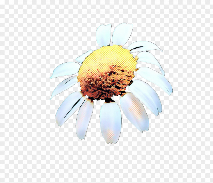Coneflower Daisy Family Flowers Background PNG