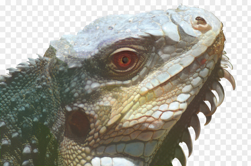 Dragon Lizard Jaw Mouth Cartoon PNG