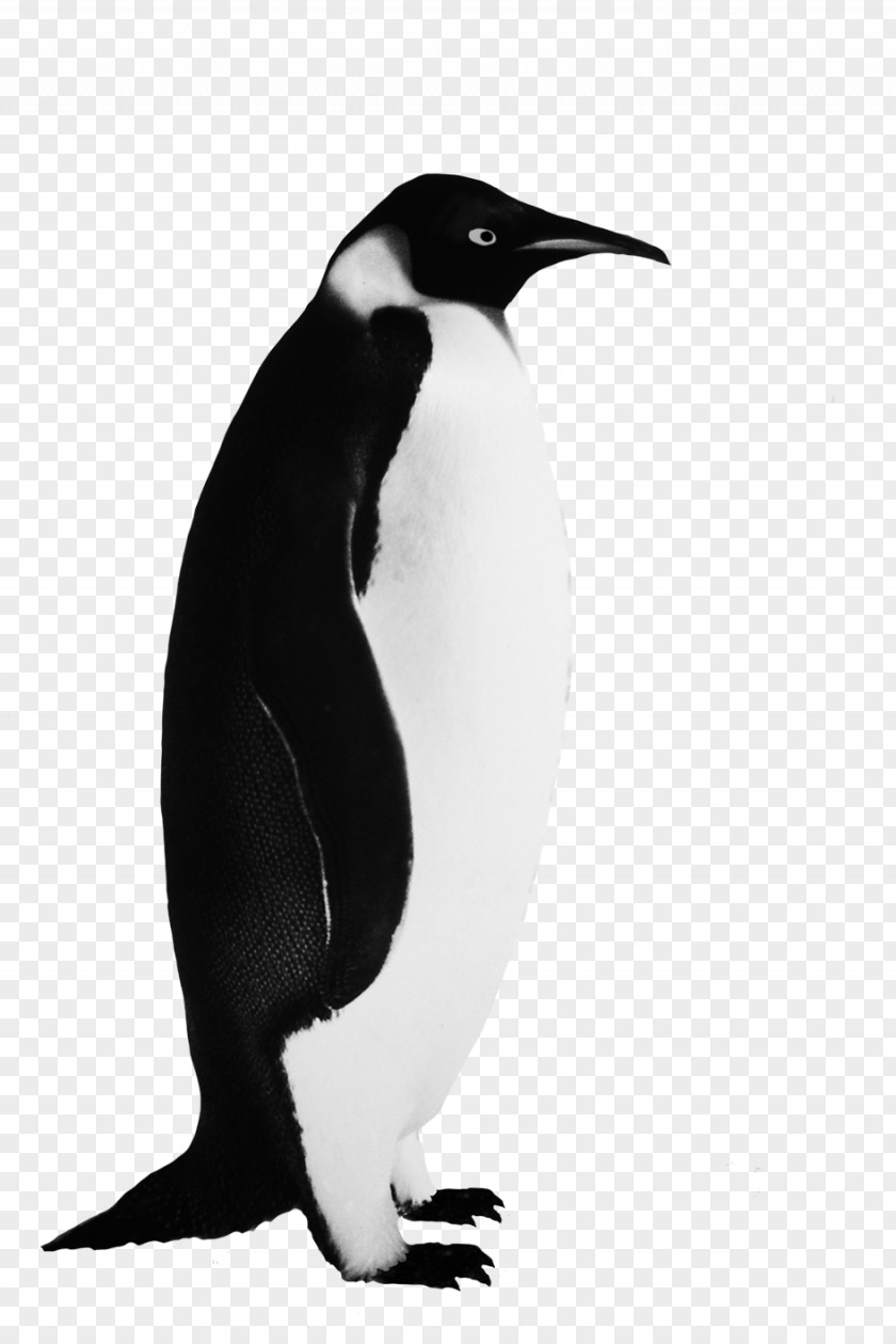 Penguin Clip Art Image Bird PNG