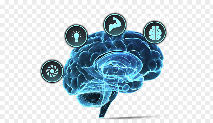 Brain Tumor Human Neuroscience Forebrain PNG