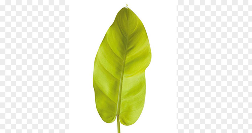 Design Banana Leaf PNG