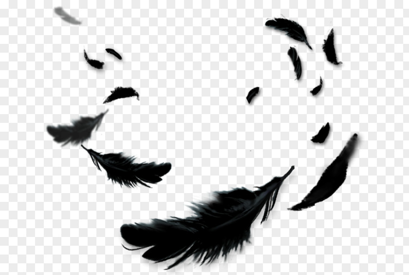 Feather Black Color PNG