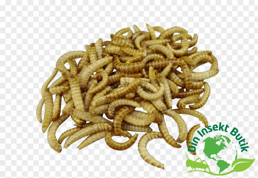 Flour Mealworm Larva Food PNG