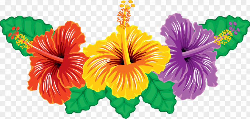 Flower Hibiscus Plant Clip Art PNG