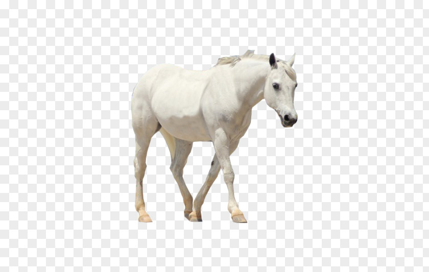 Horse Howrse Mare Colt PNG