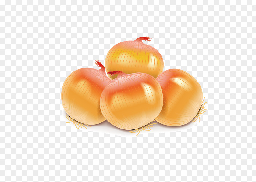 Onion Vector Image Vegetable Potato Tomato Illustration PNG