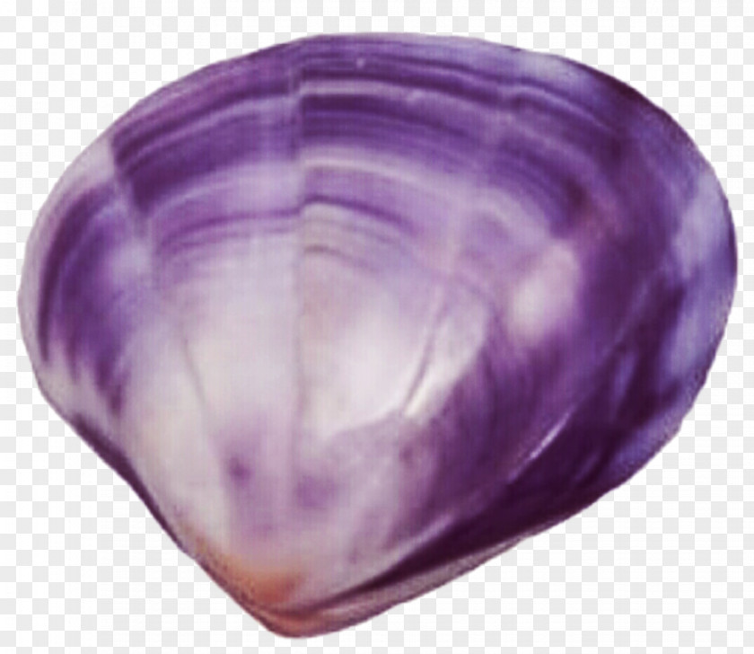Shell Clam Purple Seashell Clip Art PNG