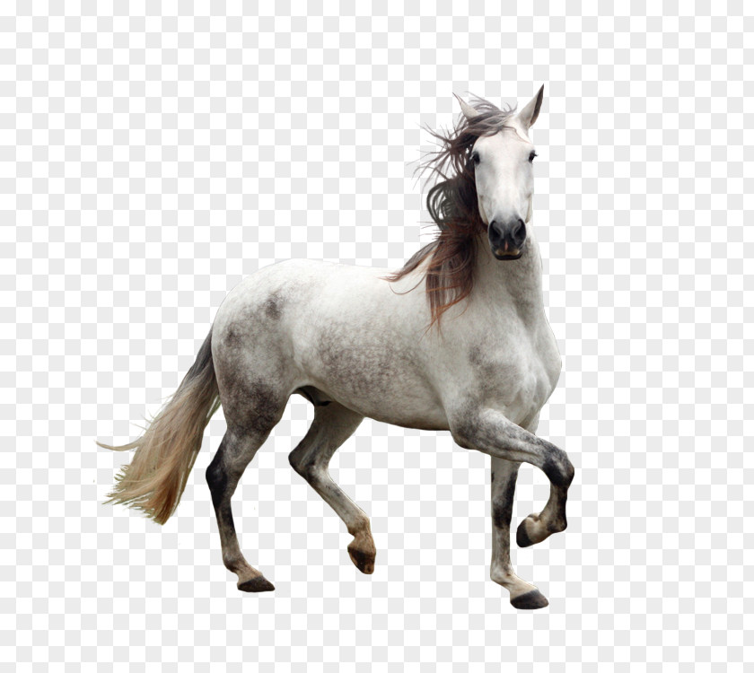 Animal Horse Andalusian Gray PNG