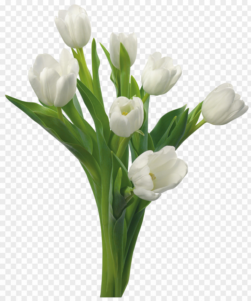 Banquet Tulip Flower White Floristry Color PNG