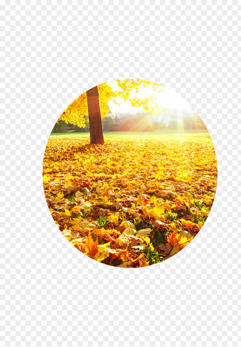 Deciduous Fan Autumn Photography Summer PNG