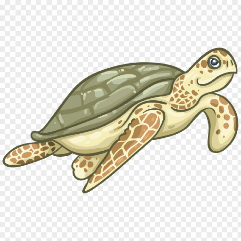 Loggerhead Sea Turtle Royal Gramma Box Turtles Tortoise Fish PNG