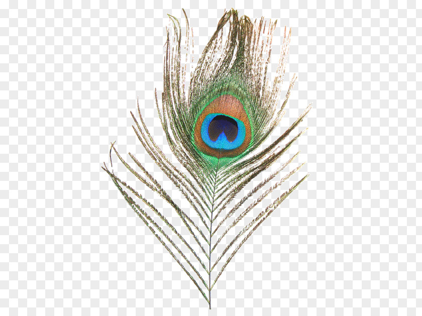 Peacock Feather Peafowl Clip Art PNG