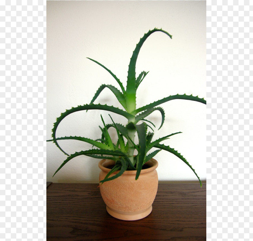 Aloe Arborescens Candelabra Vera Plants Houseplant Succulent Plant PNG