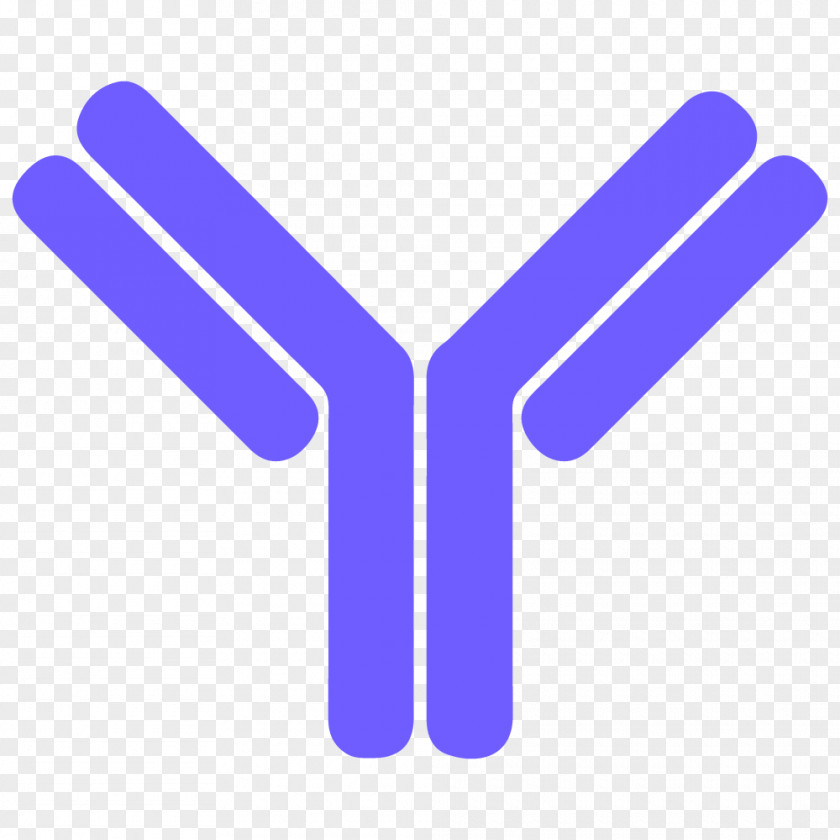 Antibody Letter B Cell Clip Art PNG