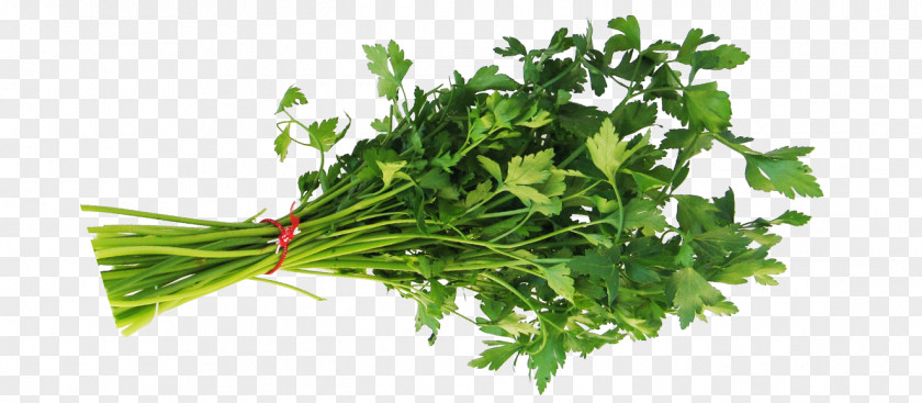 Herb Parsley Food Coriander Leaf Vegetable PNG