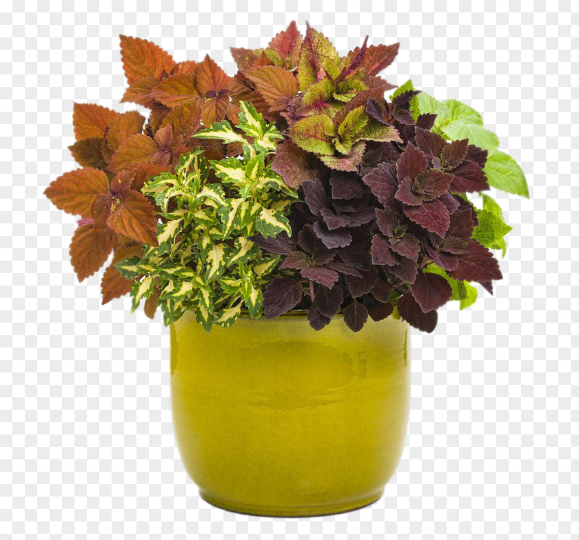 Coleus Solenostemon Plectranthus Scutellarioides Garden Annual Plant PNG