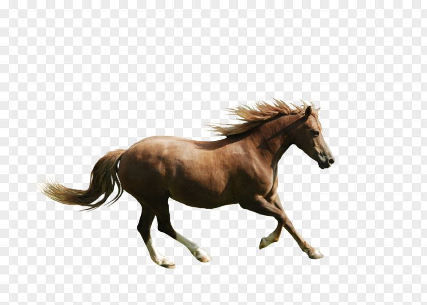 Horse Running Clip Art Image Silhouette PNG