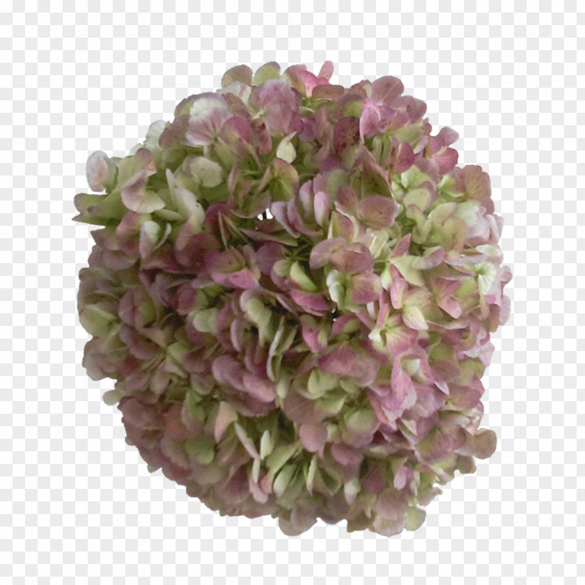Lilac Hydrangea Colombia Blue Cut Flowers PNG